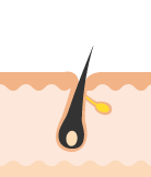 毛周期成長初期