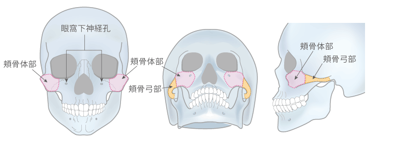 頬骨の構造