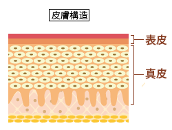 皮膚構造